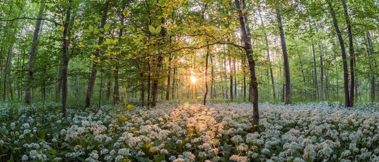 5 kroków właściwego przygotowania metodyki inwentaryzacji przyrodniczej na potrzeby przeprowadzenia oceny oddziaływania na środowisko