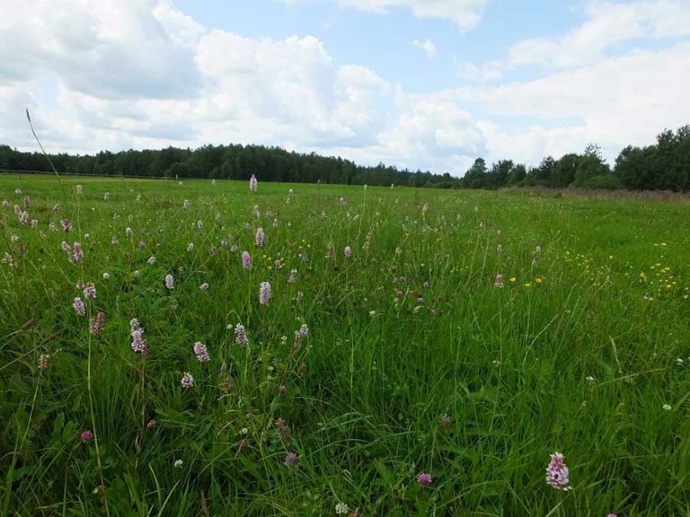 Inwentaryzacja przyrodnicza: Budowa nowego przebiegu drogi krajowej nr 47