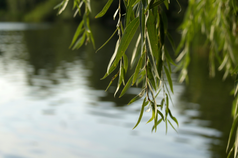 Rozwiązania oparte na naturze – czym są Nature-based Solutions?